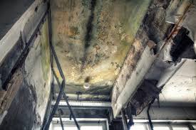 Best Forensic Mold Investigation  in Wyomissing, PA